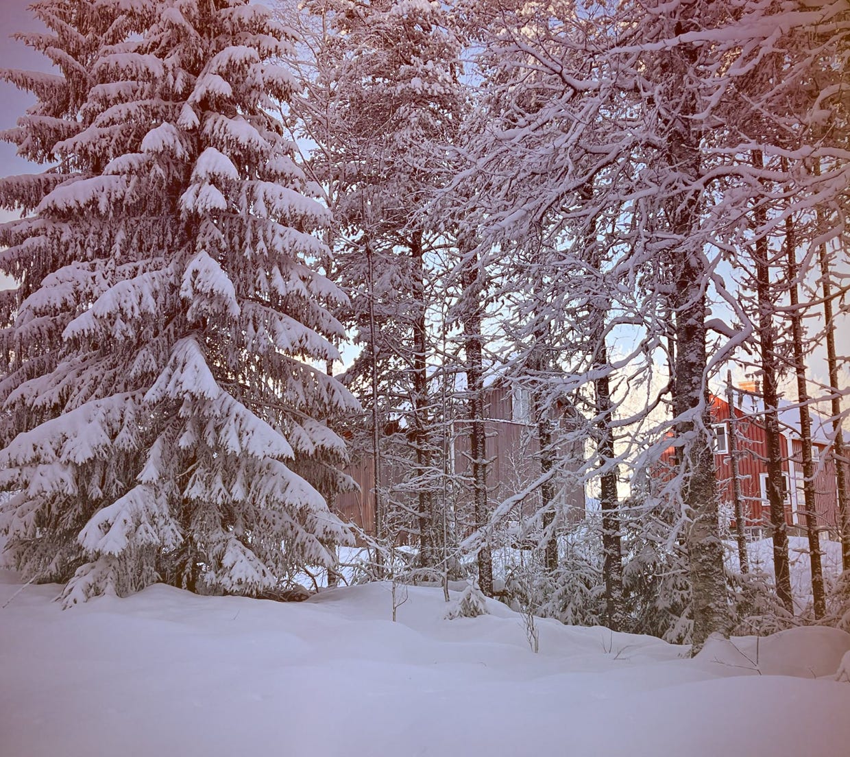 bos, sneeuw, natuur